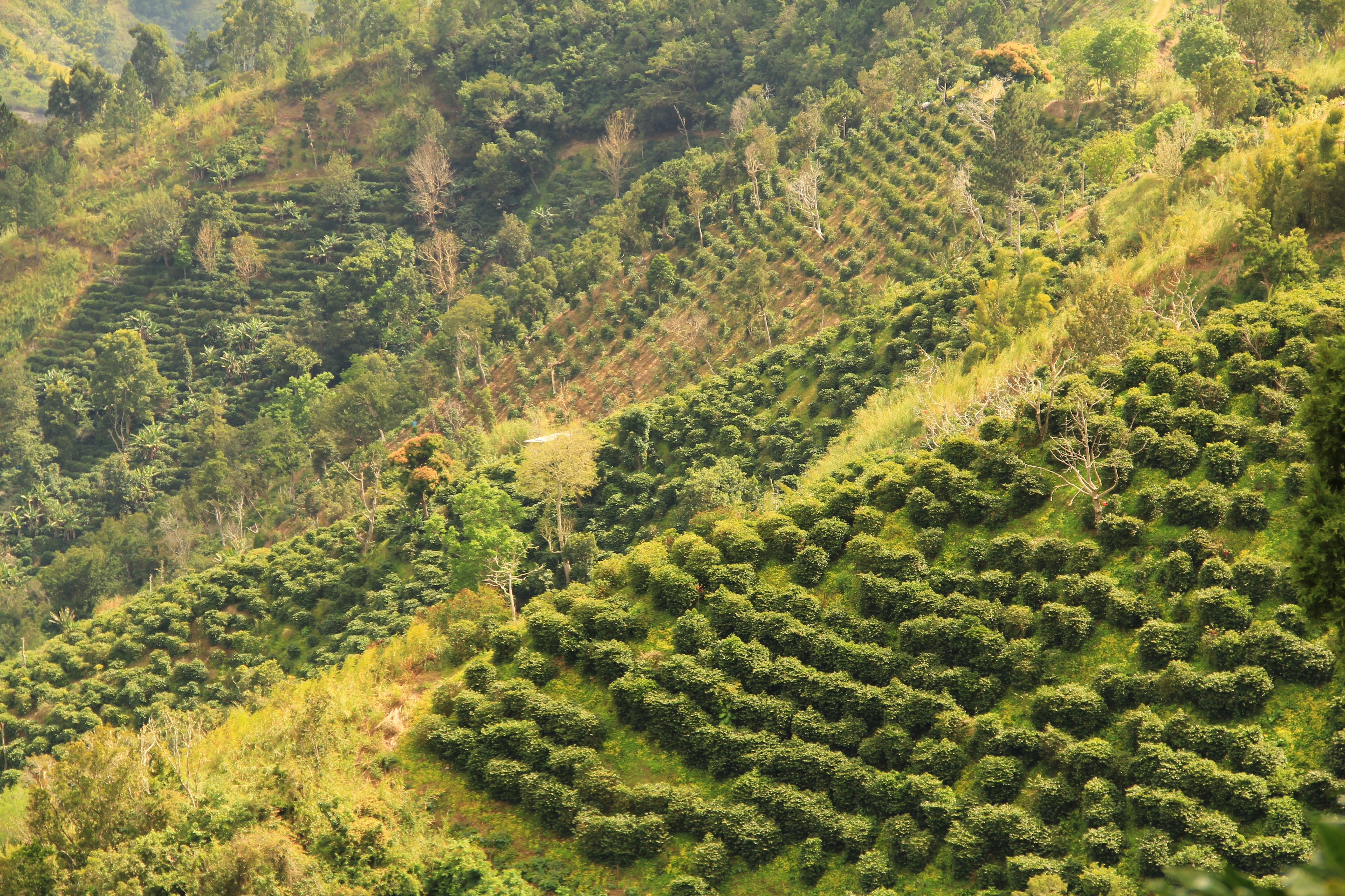 Jamaican Blue Mountain Coffee