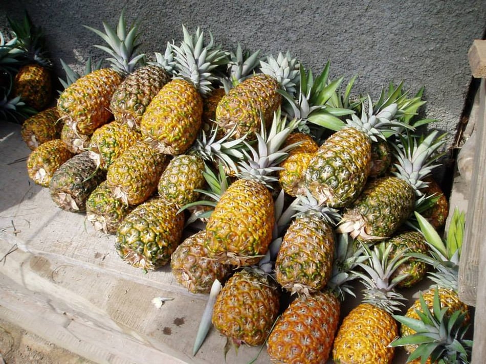 Pineapple.jpg